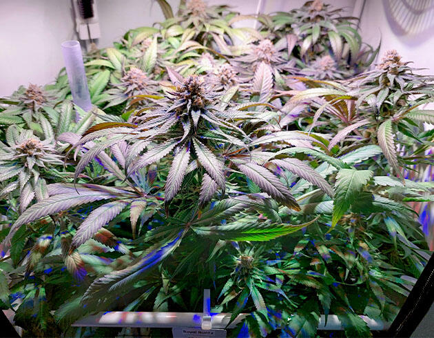 Финальная стадия созревания Royal Runtz