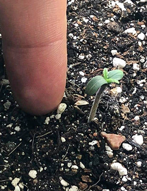 Раскрывшаяся семядоля