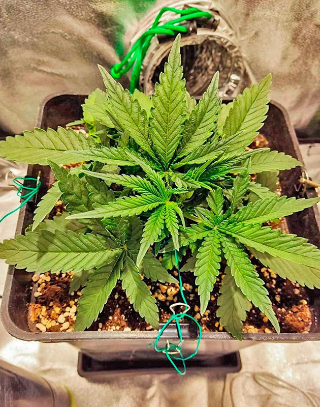 Дефолиация марихуаны