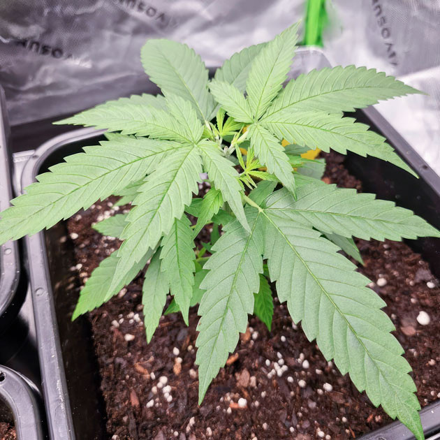 Apple Betty ростом 18 см