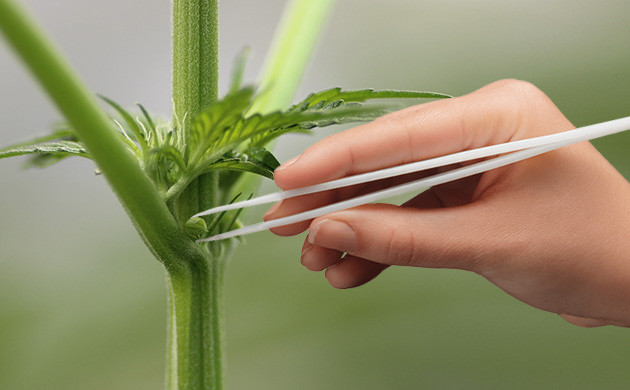 Удаление мешочка с пыльцой