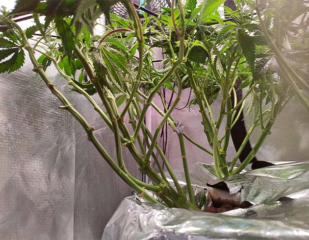 Дефолиация марихуаны