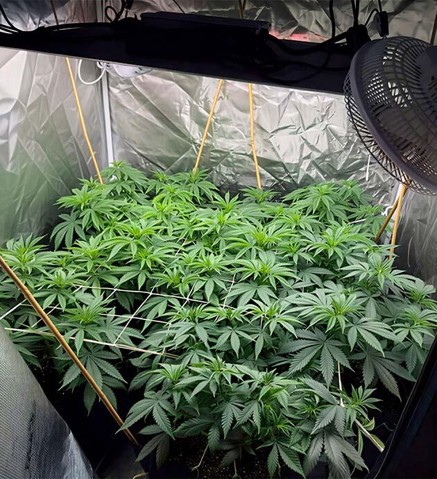 Марихуана под сеткой ScrOG