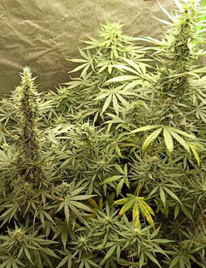 Развитие крупных шишек