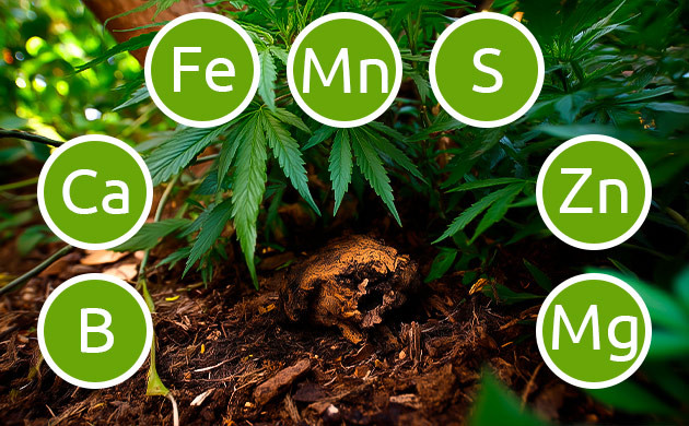 Микроэлементы в составе гуано