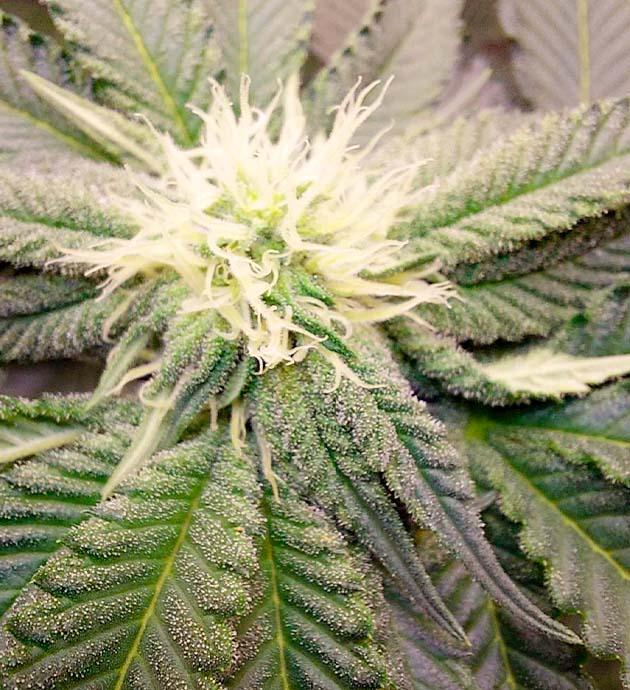 Куст Booberry Cookies RBX от Ethos Genetics на 10 неделе