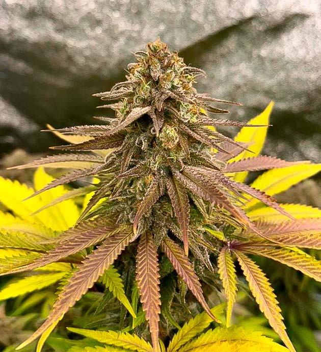 Куст Biscotti Mintz на последней неделе цветения