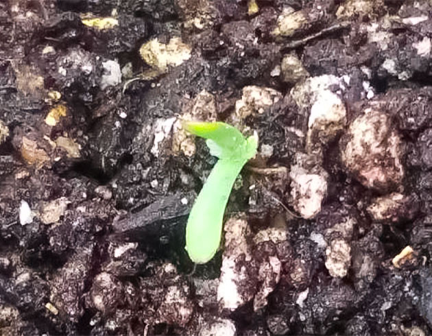 Проращивание сорта Godfather OG Auto