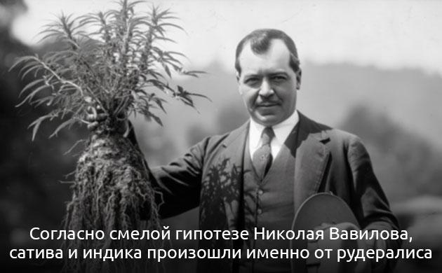 Происхождение каннабиса рудералис