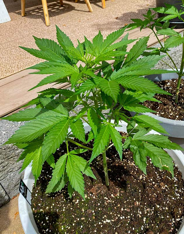 Кусты Guava Auto от FastBuds на 6 неделе