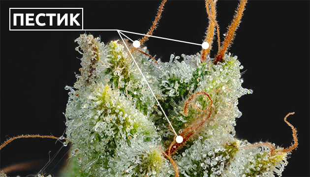 Пестик конопли