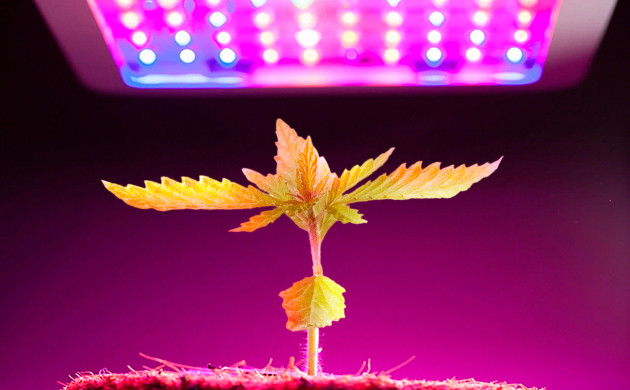 Недостатки ЭСЛ ламп в выращивании конопли