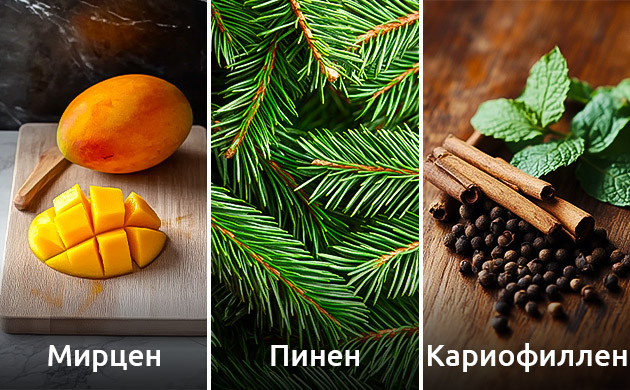 Терпены каннабиса Granddaddy Purple