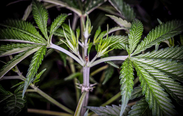 Топпинг конопли