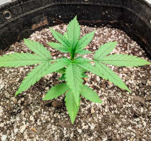 Растишка Strawberry Banana Auto на стадии вегетации