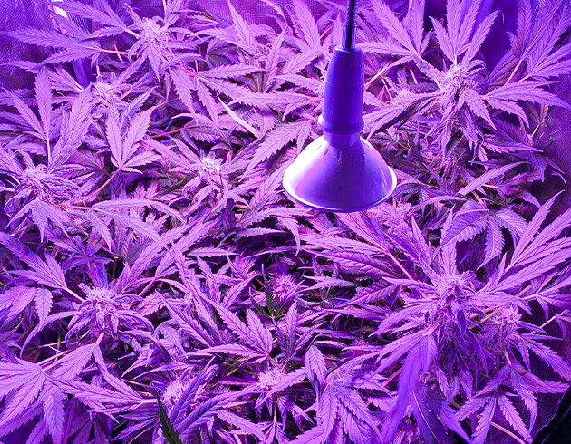 Развивающиеся шишки на кусте