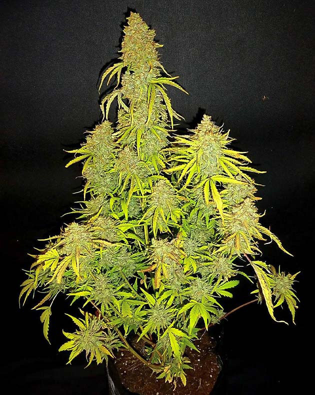 Харвест и финальное взвешивание