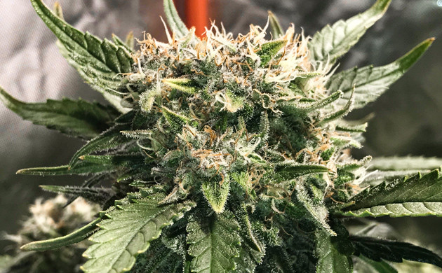 Большие шишки конопли