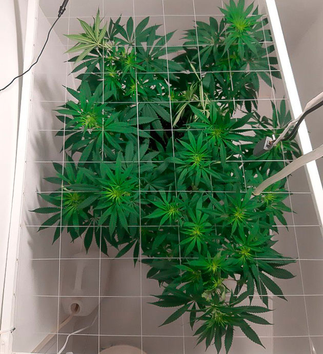 Куст Glue Sherbet на цветении