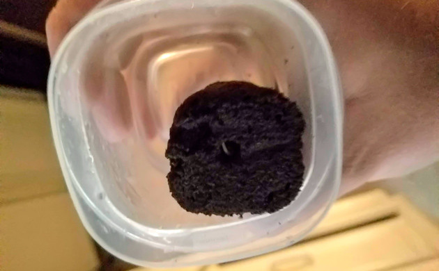 Проращивание семени Big Bang Auto