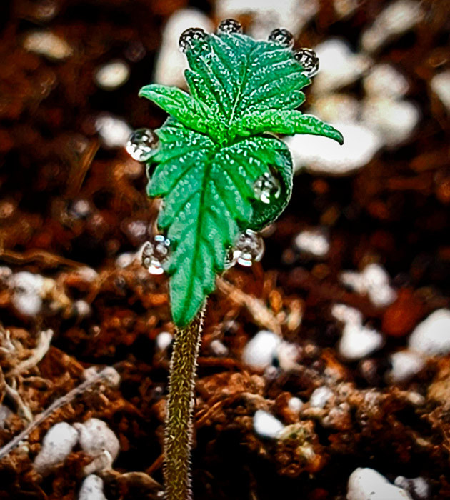 Проращивание семян конопли Gorilla Zkittlez Auto