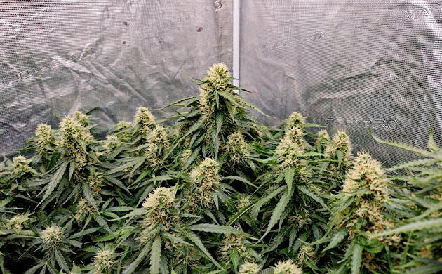 Прозрачные трихомы на стадии активного цветения