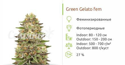 Green Gelato от Royal Queen Seeds
