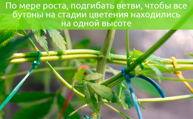 Загибание ветвей на одной высоте