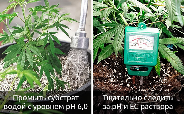 Устранение дефицита марганца у конопли