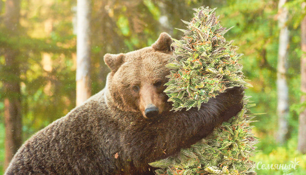 Сорт Dos-si-dos в индоре с медведем