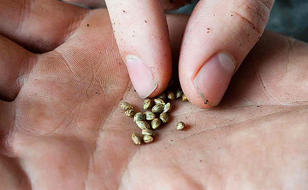 Eva Seeds - работа над семенами конопли