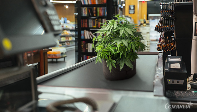 Коммерческие сорта каннабиса