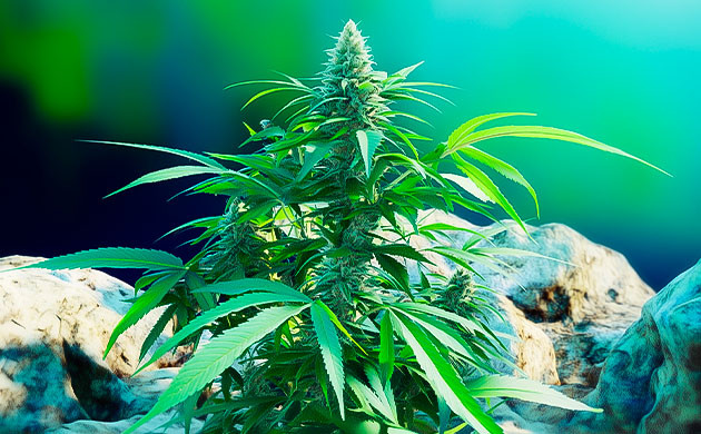 Структура растения Northern Lights