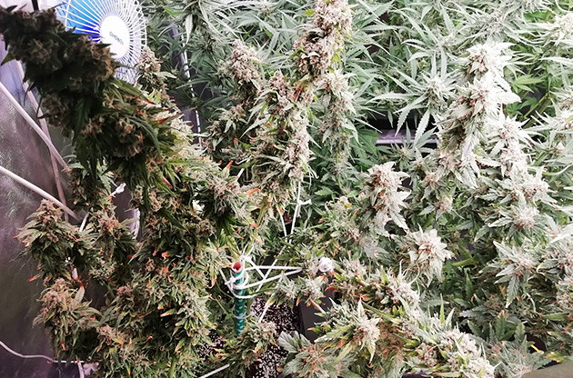 Подвязка марихуаны