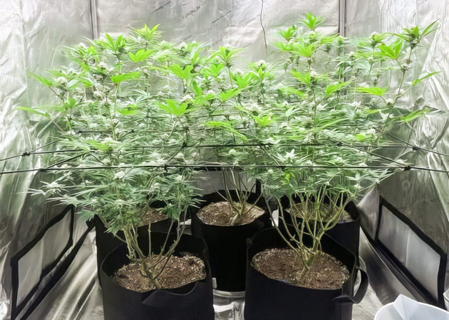 Появление соцветий у конопли