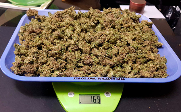 169 г сухого урожая на весах