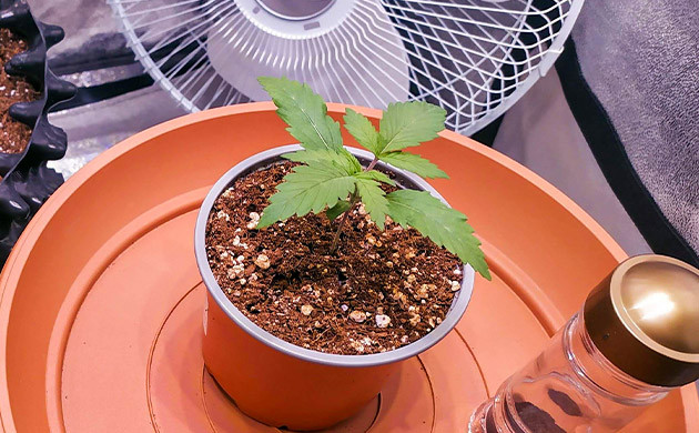 Росток в пластиковом стаканчике с кокосом