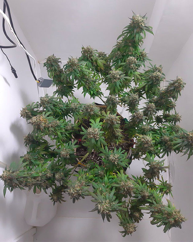 Полив Critical Orange Punch Auto