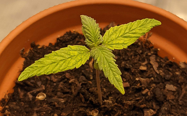 Вторая неделя выращивания