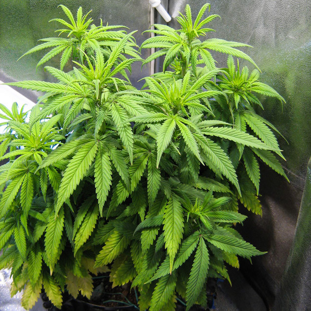 Пожелтевшие нижние листья