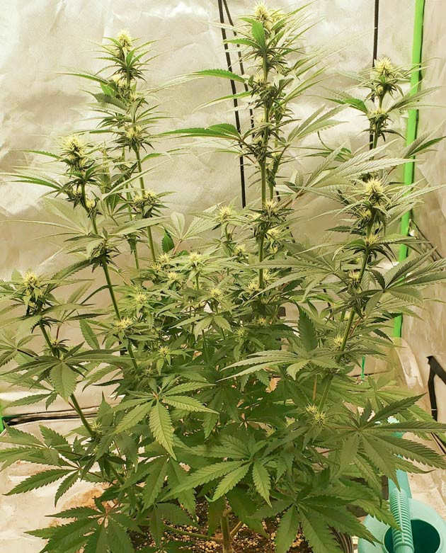 Фиолетовый оттенок у Cafe Racer