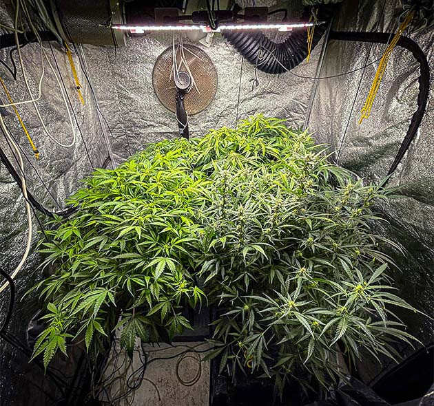 Куст Wedding Cheesecake Auto 98 см