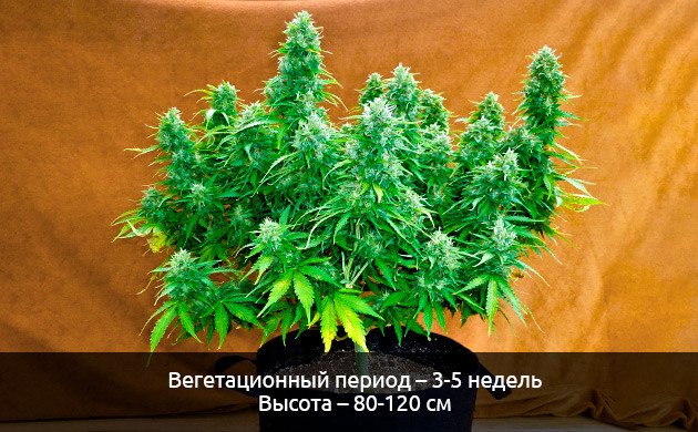 Малые размеры автоцветущих сортов