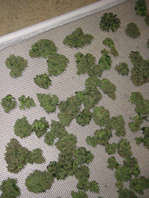 Шишки Tangie'matic auto