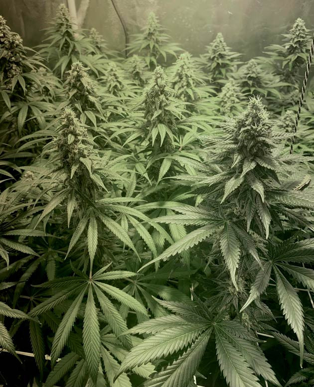 11 неделя выращивания марихуаны