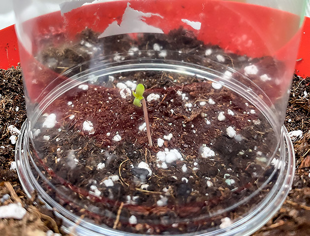 Проращивание семян конопли Bruce Banner #3