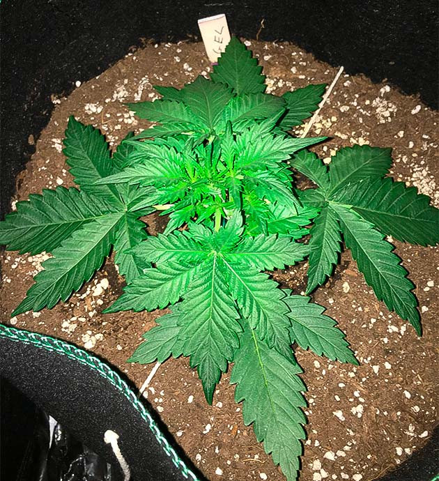 Gelato Auto ростом 10 см