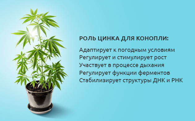 Важность цинка для конопли