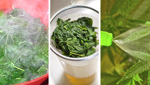 Приготовление чая из крапивы