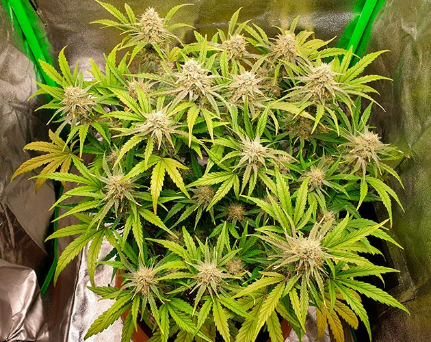 подготовка к харвесту Wedding Cake Auto